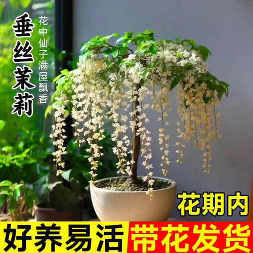 泰国垂丝茉莉垂枝茉莉白玉蝴蝶年宵花卉花期长好养浓香