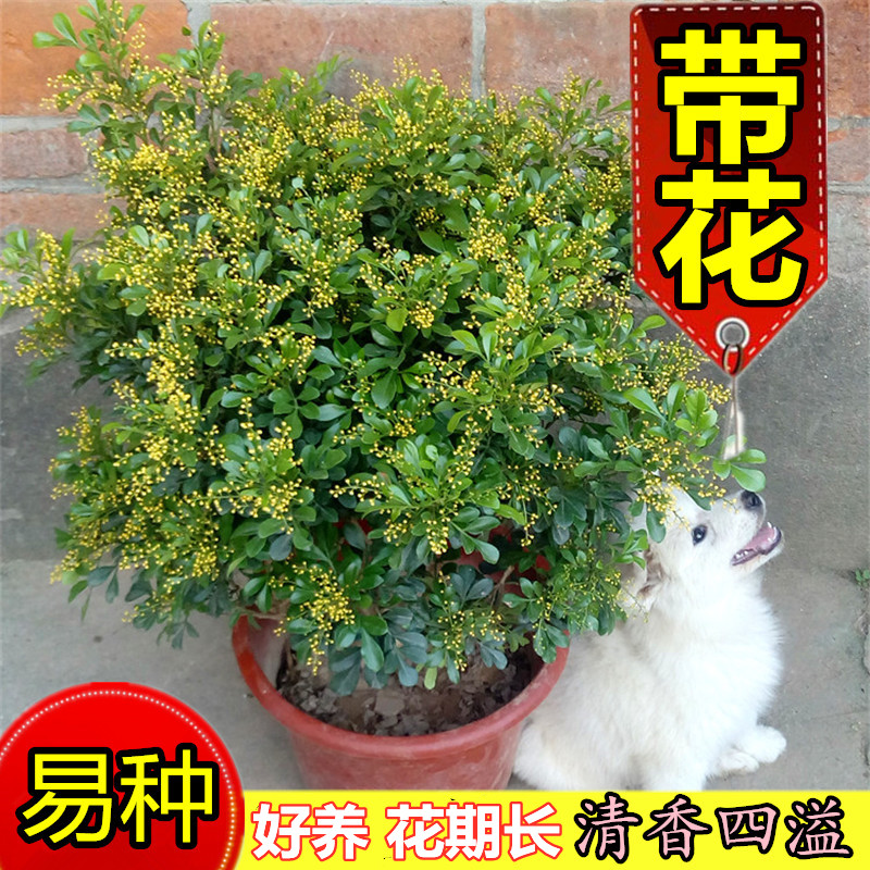 绿植浓香型盆景好养活喜阳植物