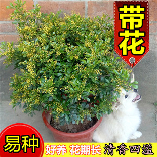 香水米兰花苗盆栽花卉阳台观花喜阳植物浓香型四季常绿植好养活