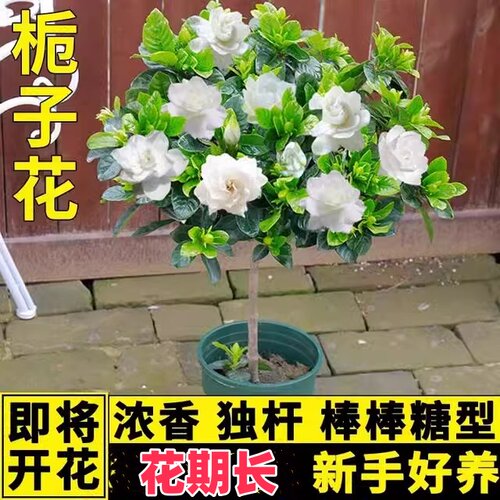 栀子花盆栽小叶独杆栀子花雀舌大叶牡丹带花苞大树苗浓香型好养