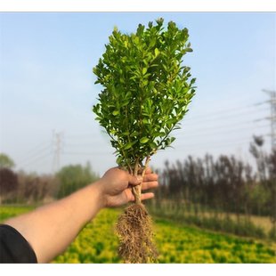 小叶黄杨苗瓜子园林绿化树苗南方北方种植黄杨庭院地栽盆栽黄杨球
