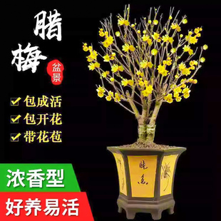 嫁接原生素心腊梅树苗独杆老桩梅花庭院耐寒浓香型花卉盆景盆栽