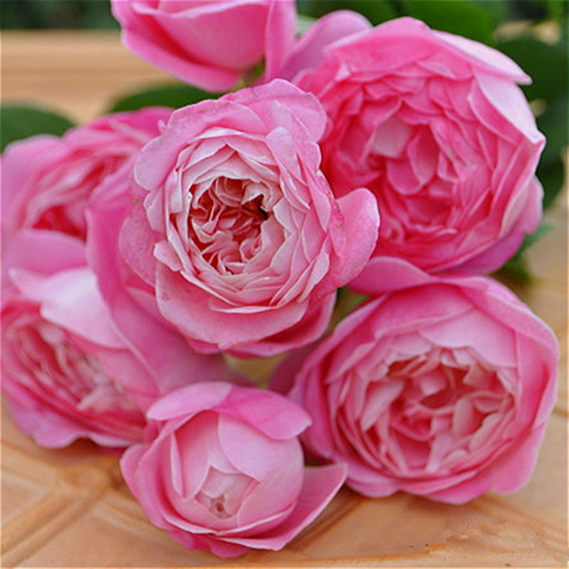 梦之光环月季花 日月季 浓香多花灌木月季蔷薇 盆栽切花玫瑰月季