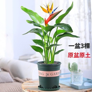 常青客厅绿植花卉盆栽 天堂鸟鹤望兰苗室内大型绿色植物四季