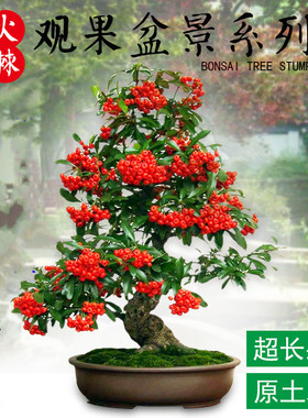 火棘树苗盆栽盆景老桩绿植四季观花观果植物阳台客厅庭院当年挂果