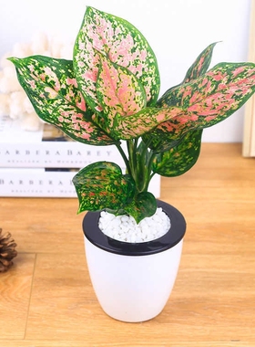 银皇后万年青万年红如意皇后盆栽植物室内花红色水培吉利红易养