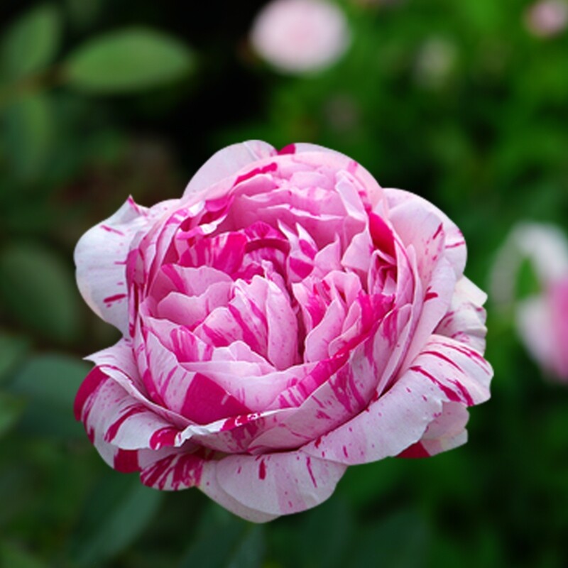 灌木月季花苗抓破美人脸大花浓香盆栽月季花庭院阳台花卉花期长