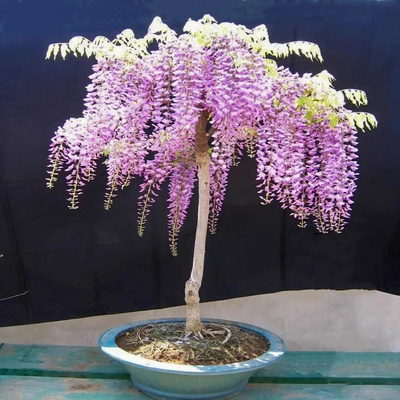 好养花期久花量多盆载地载