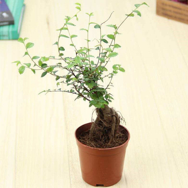 小叶榆树盆景花卉好养植物盆栽室内花四季常青客厅造型老桩绿植