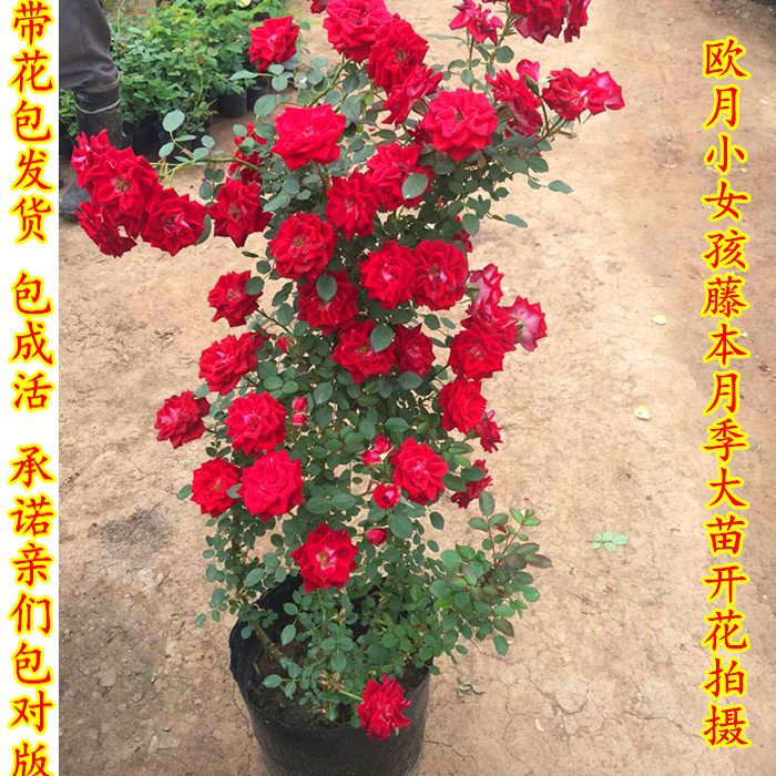 爬藤月季藤本小女孩中大苗红色丰花多集群开放耐热抗病好成活花期