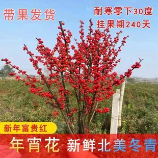 北美冬青盆栽树苗带果年宵花卉室内阳台客厅耐寒植物老桩绿植盆景