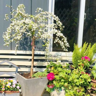 雪柳植物喷雪花苗盆栽花卉绿植珍珠梅庭院阳台室内室外树苗耐寒