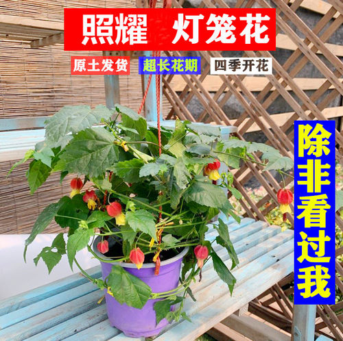 蔓性风铃花价格 蔓性风铃花图片 星期三