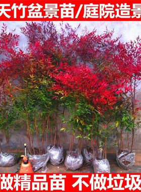 南天竹苗盆栽红天竹花苗火焰南天竹盆栽盆景绿化植物红叶树苗耐寒