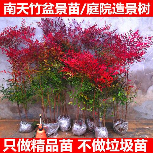 火焰南天竹木本植物庭院四季种植