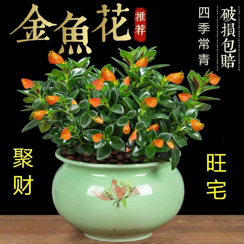 金鱼花吊兰盆栽植物室内阳台办公室垂吊花卉花期长好养绿植