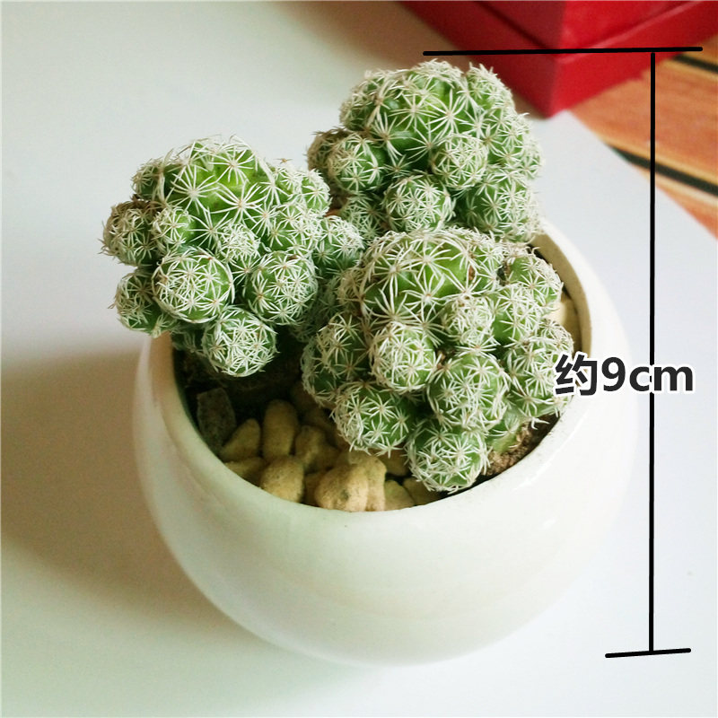 多肉植物白鸟仙人球银手指会开花的多肉植物室内可爱含盆带土易活