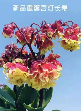 宫灯长寿花盆栽苗灯笼花倒挂金钟室内阳台垂吊长寿花卉包邮好养