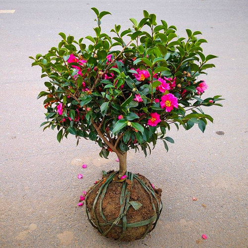 茶梅花苗四季长绿庭院阳台