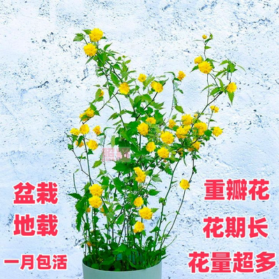 植物重瓣耐寒爬藤花卉