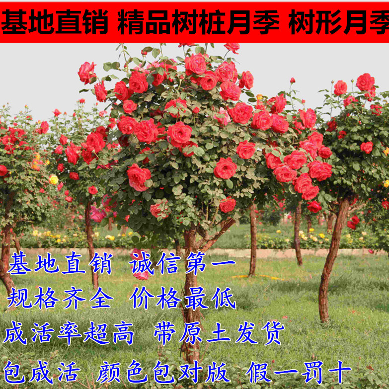 独干棒棒糖树桩月季特大花朵苗嫁接玫瑰阳台庭院树状浓香开花勤