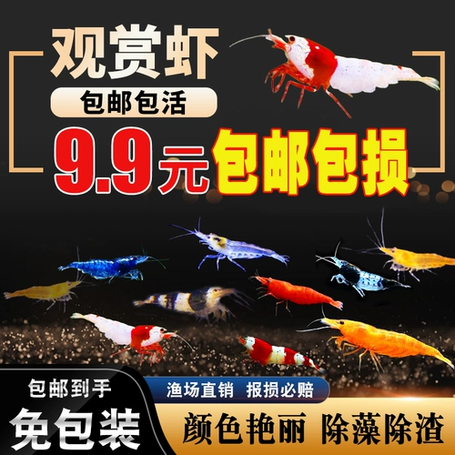 Смотреть креветки для креветок для питомца, пресноводная, водоросли, вишневые креветки, креветки креветки, пакет хрустальных креветков золотистого риса