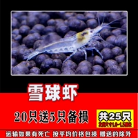 Снежковые креветки 20 дают 5 на 5, в общей сложности 25