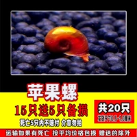 15 специальных яблочных улиток дают 5 для 5 подготовки в общей сложности 20