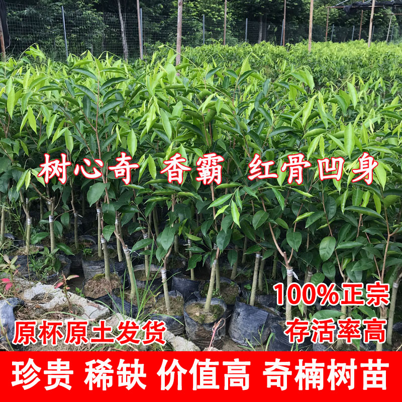 价值最高的树苗奇楠沉香过万回收