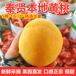 正宗上海奉贤光明本地黄桃子新鲜现摘水果园当季甜大桃子整箱包邮