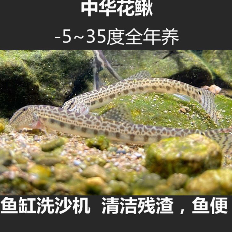 中华花鳅鱼中国原生鱼冷水淡水鱼清道夫花泥鳅好养耐活清垃圾残渣