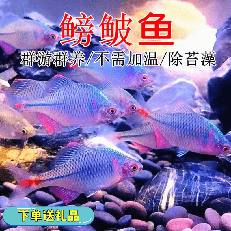 渔钻石鳑鲏溪流颜色好看