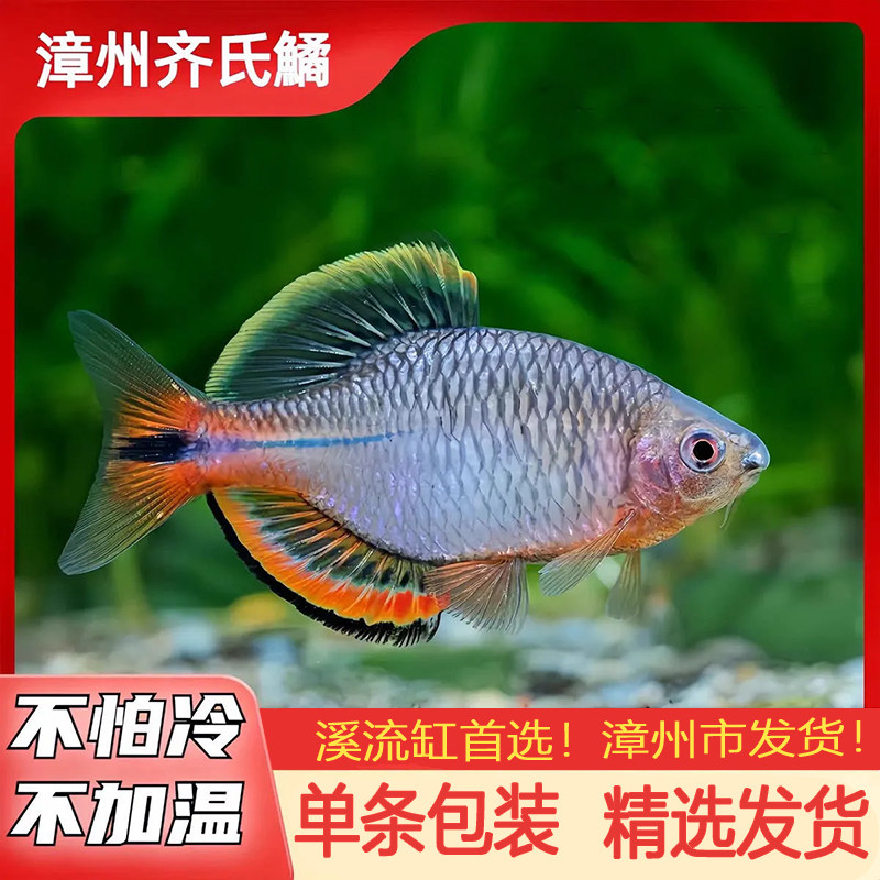 漳州齐氏鳉冷水淡水漳州市发货
