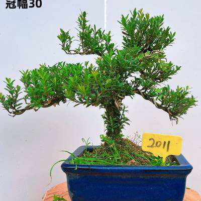 小叶雀舌黄杨 珍珠黄杨盆景树桩 中型皱皮黄杨四季常青实物o
