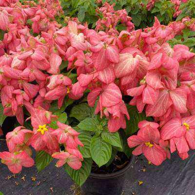 粉叶金花粉纸扇多年生木本植物庭院花园室外花卉耐热耐晒盆栽四o.