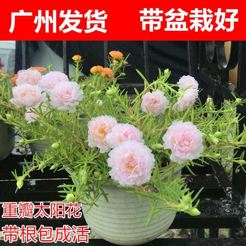 网红太阳花好看又好养的花苗重瓣大花四季种易活室外家养花卉植物