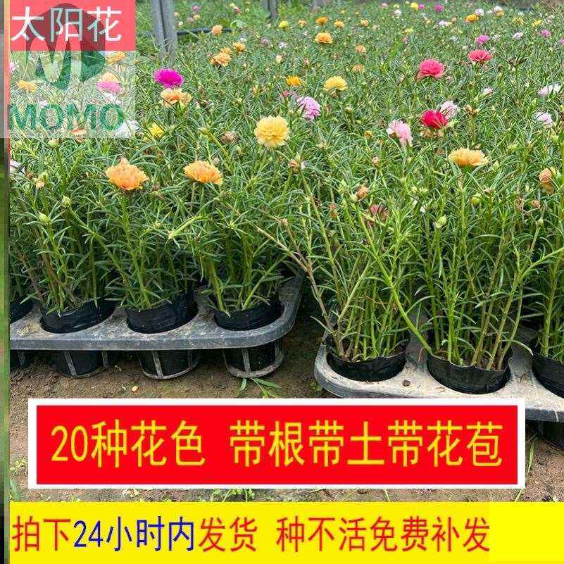 太阳花苗重瓣大花宽叶室内外适合家门口太阳花好养易活带花苞重瓣