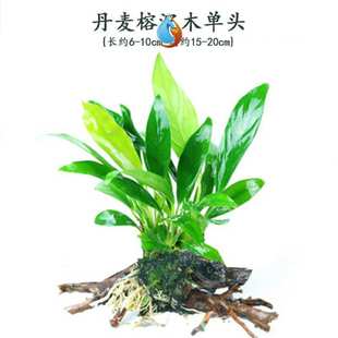 鱼缸活水草植物下草养金鱼水草种植水族箱景观绿色水下大小鱼塘厹