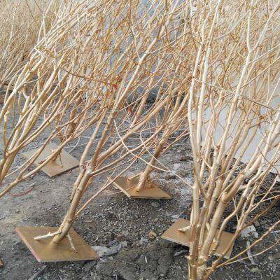 天然白树白树枝香樟树许愿树造型树枯树干树枝婚礼道具树舞台装饰