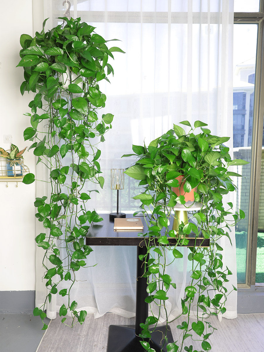 悬挂植物绿萝长青藤垂吊绿色盆栽室内好养办公室墙上绿植壁挂客厅