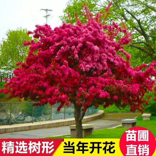 海棠树苗庭院大型西府海棠花树苗垂丝海棠北美海棠风景树绿化树苗