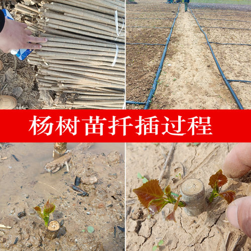 白杨树苗杨树苗速生杨树苗庭院街道绿化植树造林金蝉养殖用树景观