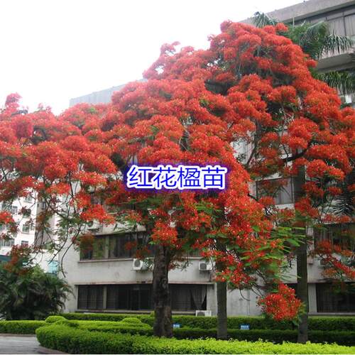 蓝花楹蓝雾树树苗珍贵树苗珍稀名贵树苗庭院别墅植物公园行道树木