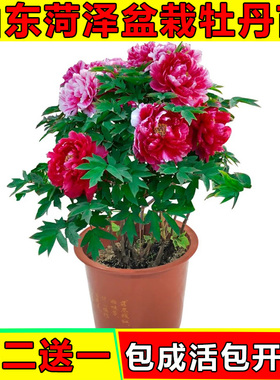 大红牧丹菏泽牡丹花苗正宗花王盆栽庭院洛阳花卉山东地栽 绿色 精