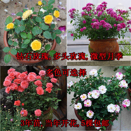 盆栽植物花卉【月季】多头月季.玫瑰花苗.赛蔷薇.三年苗