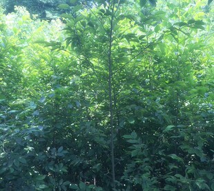 对节白蜡苗朴树苗三角枫苗盆景盆栽树苗练手造型观赏庭院绿植