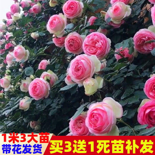 藤本月季花苗欧月爬藤蔷薇庭院植物阳台盆栽攀援花卉四季开花浓香