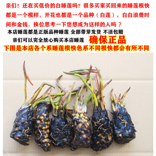 大睡莲根块盆栽花睡莲当年水缸盆栽阳台四川一件大花迷你带花苞