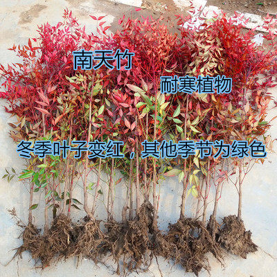 南天竹树苗红天竺盆栽红天竹苗火焰红叶植物观叶庭院耐寒绿化苗木