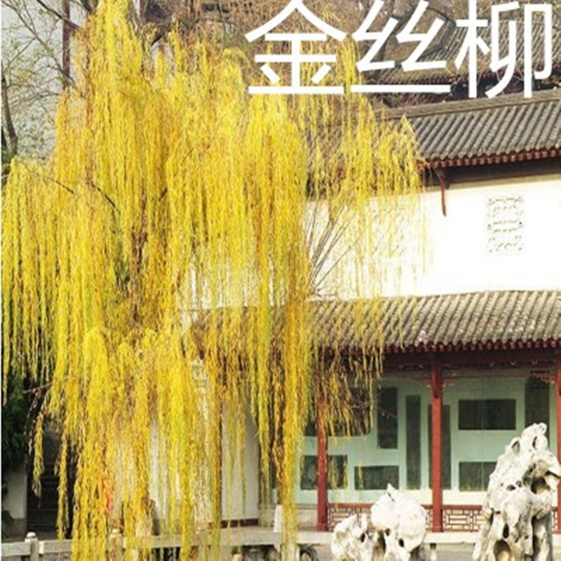 金柳金丝柳速生竹柳占地绿化苗木青皮垂柳黄小树苗柳树苗庭院道路